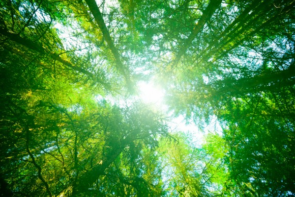 View of bright green forest setting looking through the trees to the sky