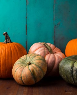 Several orange and green pumpkins against a turquoise board wall